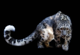 snowleopard stepping down lflat tif.jpg